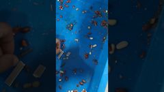 유니컴프 기술 - 식품 엑스레이 - 땅콩 검사